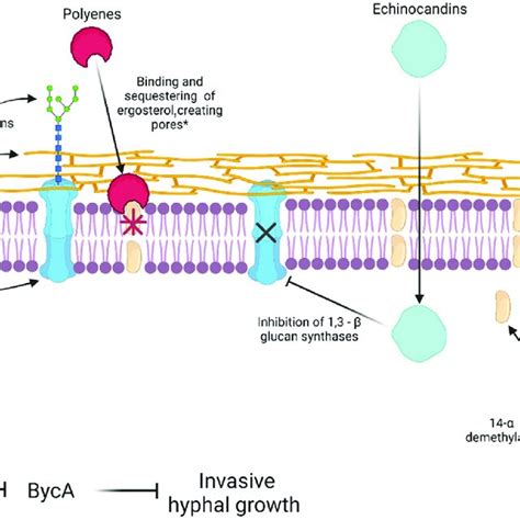 Diagram representing the current drug targets and mechanism of action... | Download Scientific ...