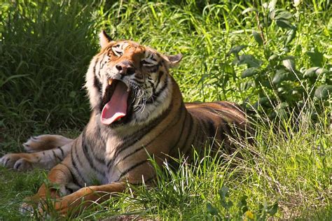 Discover: Animals Can Catch Yawns - Animals Around The Globe