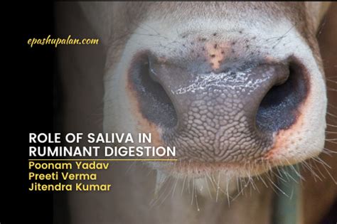 Role of Saliva in Ruminant Digestion – epashupalan