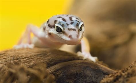 7 Best Leopard Gecko Substrates (Plus 5 You MUST Avoid!)