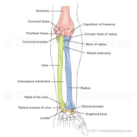 Forearm Bones - Medical Art Library