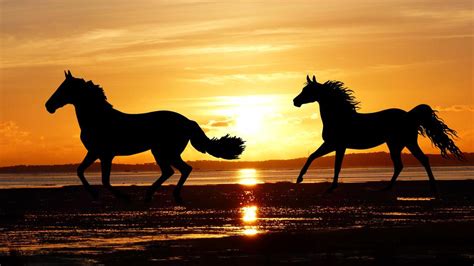 Two running horses on the beach at sunset free image download