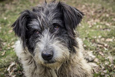 Portrait Of Romanian Mioritic Sheepdog Stock Image - Image of romanian ...