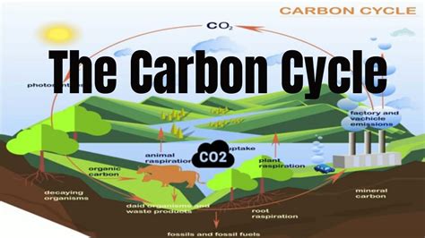 The Carbon Cycle Process - YouTube