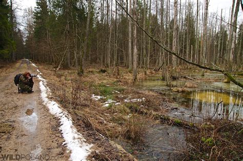 Winter Wildlife of Białowieża and Biebrza, Feb 2016 – Wild Poland