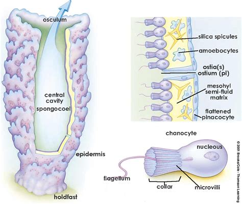 Phylum Porifera