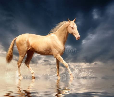 Cremello Akhal-Teke stock photo. Image of farm, fantastic - 6181676