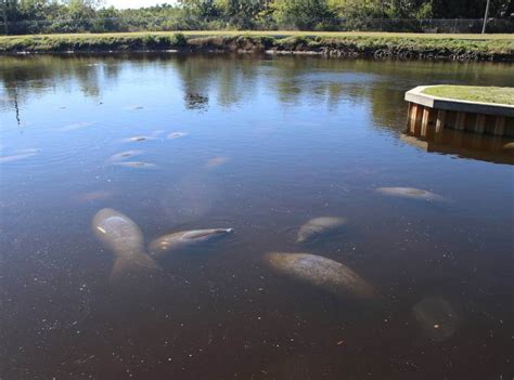 Reasons for Visiting Reasons for Visiting Manatee Park in Fort Myers ...