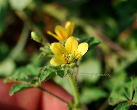 Cleome viscosa | Asian spider flower