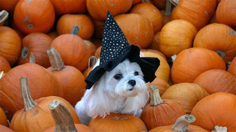 Halloween Dogs Wallpapers - Wallpaper Cave