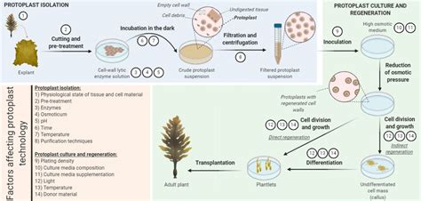 A schematic view of protoplast isolation, culture and regeneration in ...