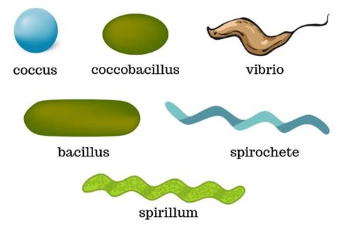 Shapes Of Bacteria