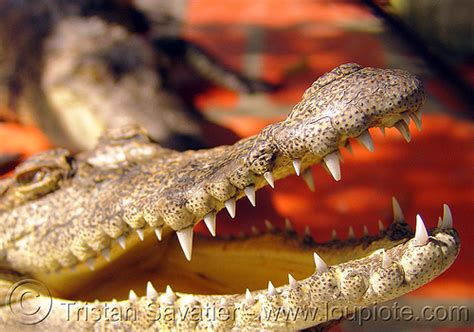 Crocodile Teeth (Vietnam)