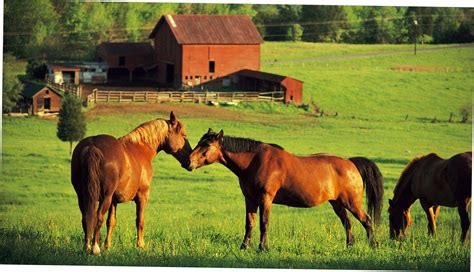 Horse Farm Wallpapers - Top Free Horse Farm Backgrounds - WallpaperAccess