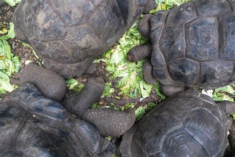 Huge Tortoises in Prison Island, Zanzibar, Tanzania Stock Photo - Image ...