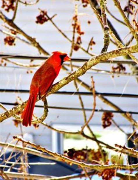 Red Robin – GROWING HAPPINESS WITH CONTROL OF POLITICIANS