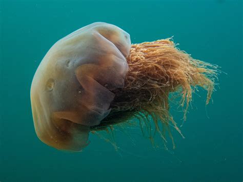 Jellies—Jellyfish—PNW Ocean Life—Species Identification — Edmonds ...