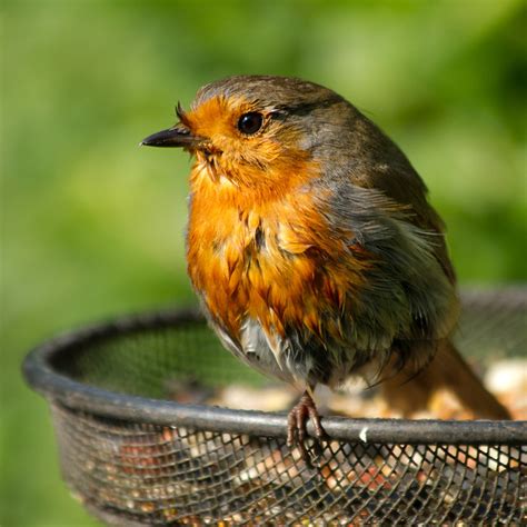 Robin on bird feeder | Flickr - Photo Sharing!