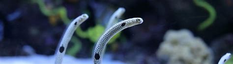 15 Eel Facts You Don't Know About These Elusive Creatures