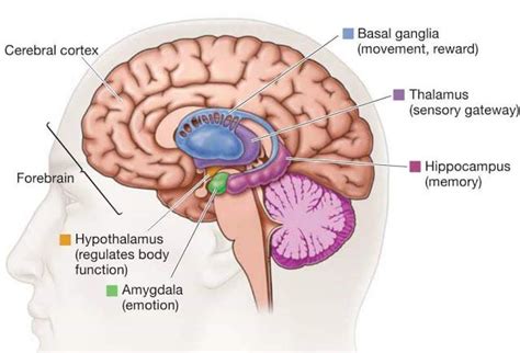 Biology Forum: Brain, Basal Ganglia connected to cerebrum | Basal ganglia, Brain anatomy and ...