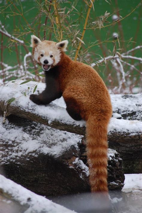 Let it snow, let it snow! Our red pandas were having a blast playing in ...