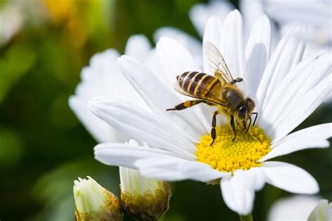 How to help bees: 22 garden ideas to protect the pollinators ...