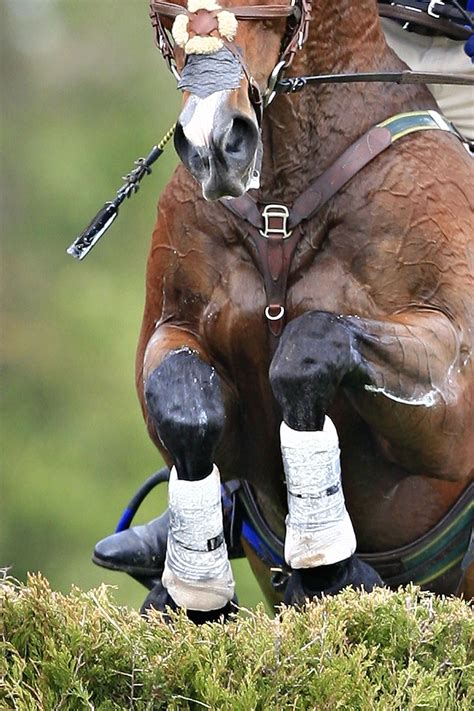 The Cornucopian Cavalcade. | Horses, Hunter jumper horses, Eventing horses