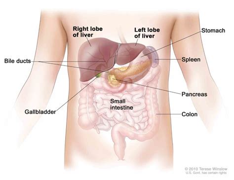 pancreas de Location Of The Pancreas In The Human Body jan the pancreas ...