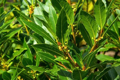 Are Some Bay Leaves Toxic – Learn Which Bay Trees Are Edible | Fast ...