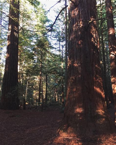 Redwood forest, Rotorua, New Zealand ~ outdoors, nature, trees | Redwood forest, Redwood forest ...