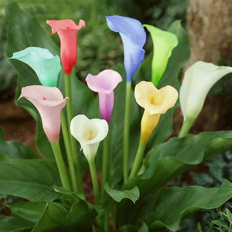 1Pcs Bulb Calla Lily Bulbs, Radiation Absorption, Multi-Color Options – GreenSeedGarden