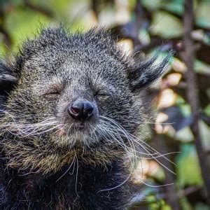 Binturong - Facts, Diet, Habitat & Pictures on Animalia.bio