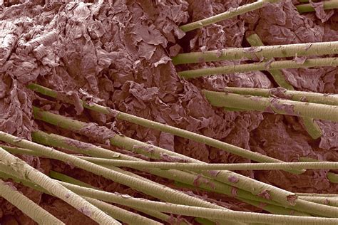 Fascinating Images of Everyday Objects Under a Microscope | Reader's Digest