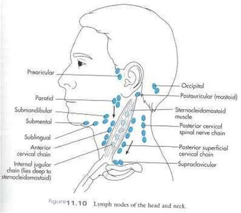 Cervical Lymph Nodes Dog