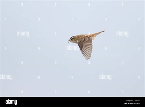 Sedge Warbler (Acrocephalus schoenobaenus) in display song flight Stock Photo - Alamy