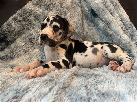 Full European Harlequin Female Great Dane - Great Dane Puppies for Sale ...