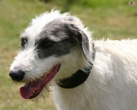 Lurcher, Dog crossbreeds, Herding breed