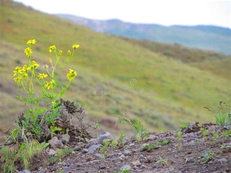 Vegetation, Ecosystem, Shrubland, Grassland Picture. Image: 116790004