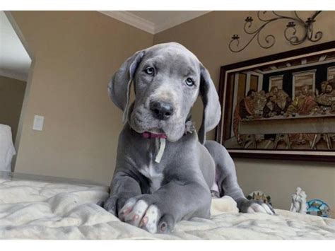 4 female Blue Great Dane puppies for sale Duluth - Puppies for Sale Near Me