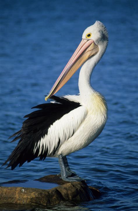 Pelican Picture, Beautiful Pelican, 3492x5340, #18300