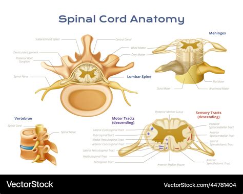 Spinal cord anatomy infographics Royalty Free Vector Image