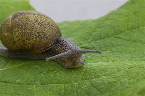 Free photo: Slime animal - Green, House, Plant - Free Download - Jooinn