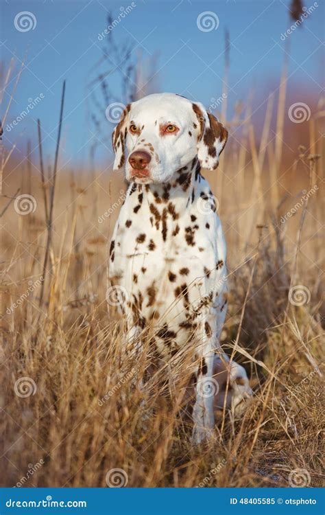 Dalmatian dog portrait stock image. Image of brown, obedient - 48405585