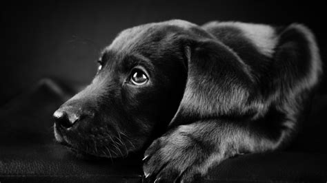 Black Labrador Puppy HD Wallpaper - WallpaperFX