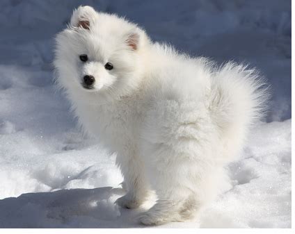 American Eskimo Dogs Facts | All Wildlife Photographs