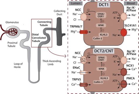 Proximal Convoluted Tubule Cells