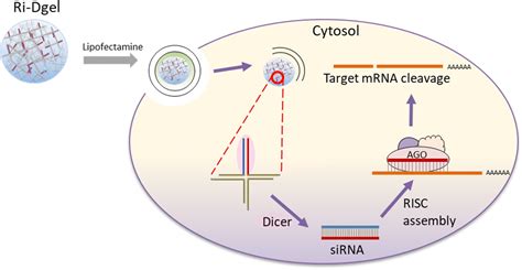 RNA–DNA hybrid nano-materials for highly efficient and long lasting RNA ...