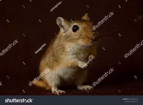 Photo Mongolian Gerbil Stock Photo 1445453552 | Shutterstock