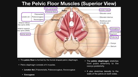 Pelvic Floor Muscles Anatomy | Review Home Co