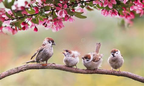 95,261 Garden Birds Stock Photos - Free & Royalty-Free Stock Photos from Dreamstime